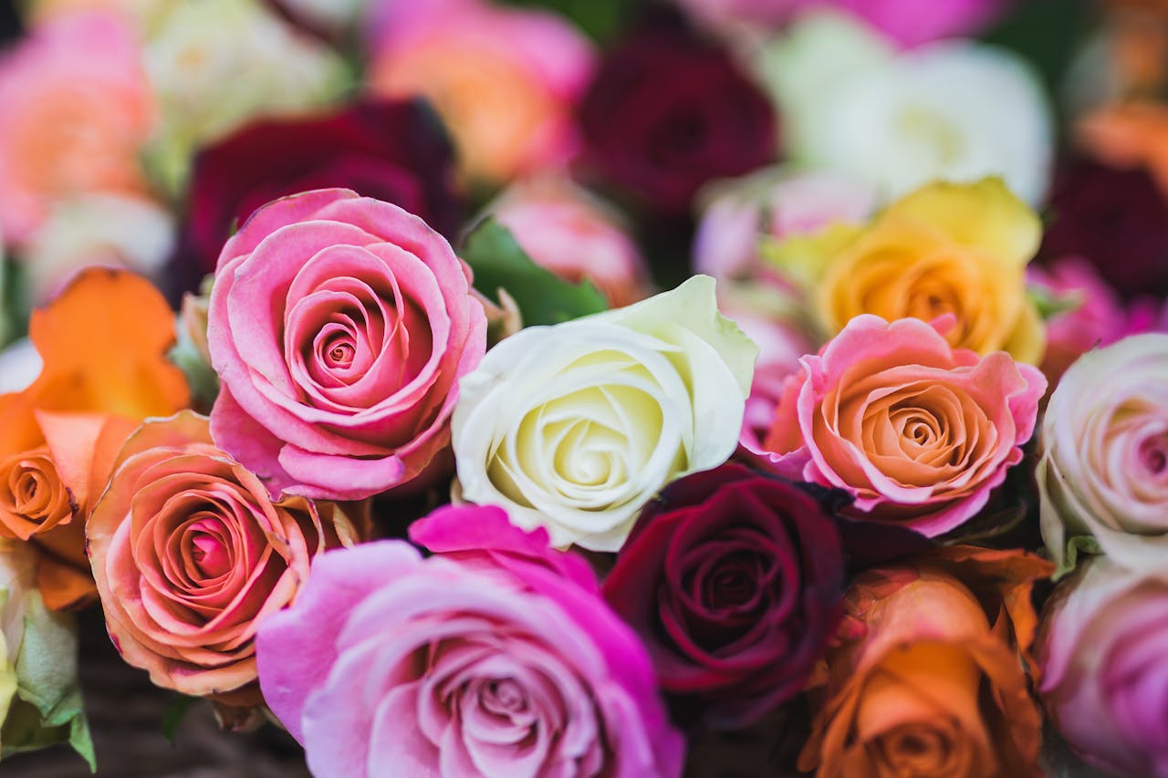 A stunning close-up of colorful roses in full bloom showcasing their delicate petals and rich colors.