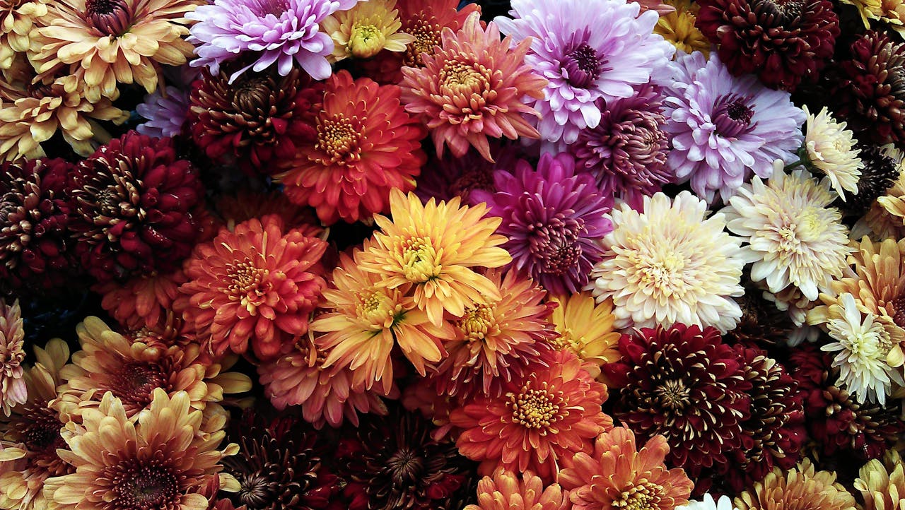 A vivid assortment of chrysanthemum flowers in full bloom, showcasing a vibrant spectrum of colors.