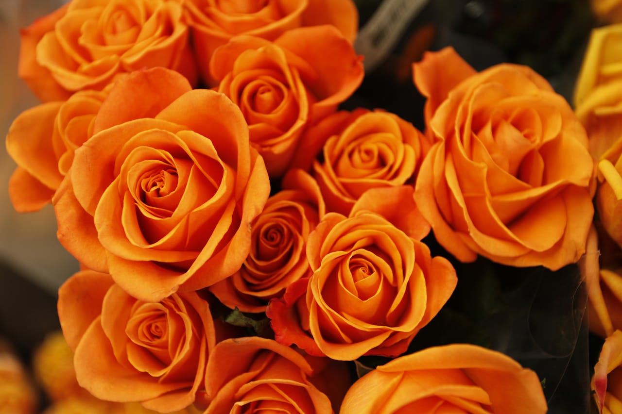 A detailed close-up of vibrant orange roses in full bloom creating a lush floral arrangement.