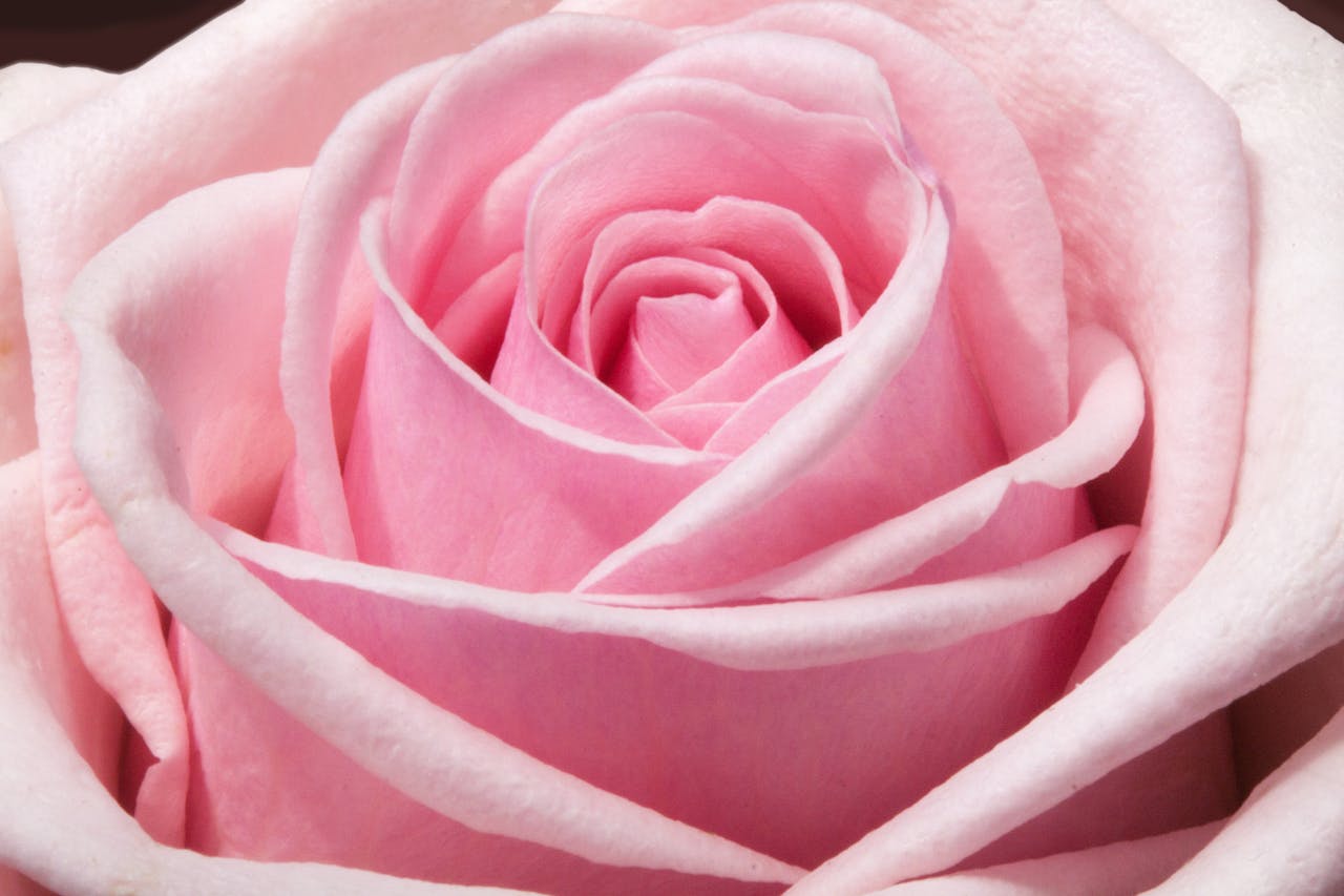 Beautiful close-up of a pink rose showcasing delicate petals, perfect for floral and romantic themes.