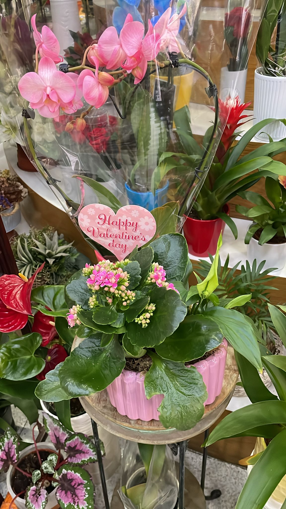 whatsapp-image-2026-03-11-at-094636-5